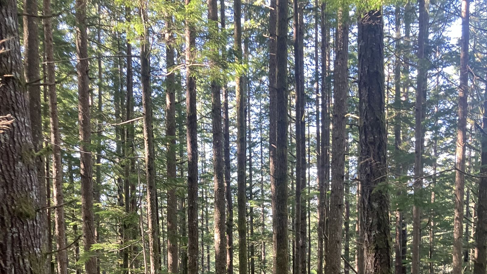Sunlight through the forest canopy